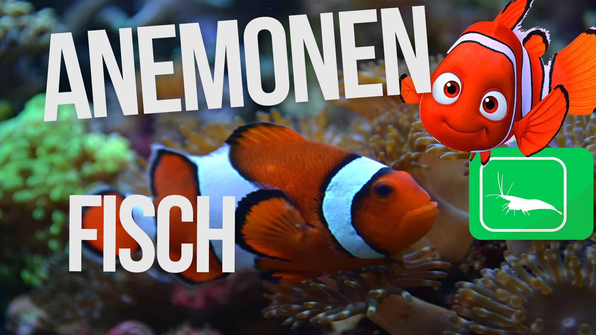 Anemonenfisch / Clownfisch