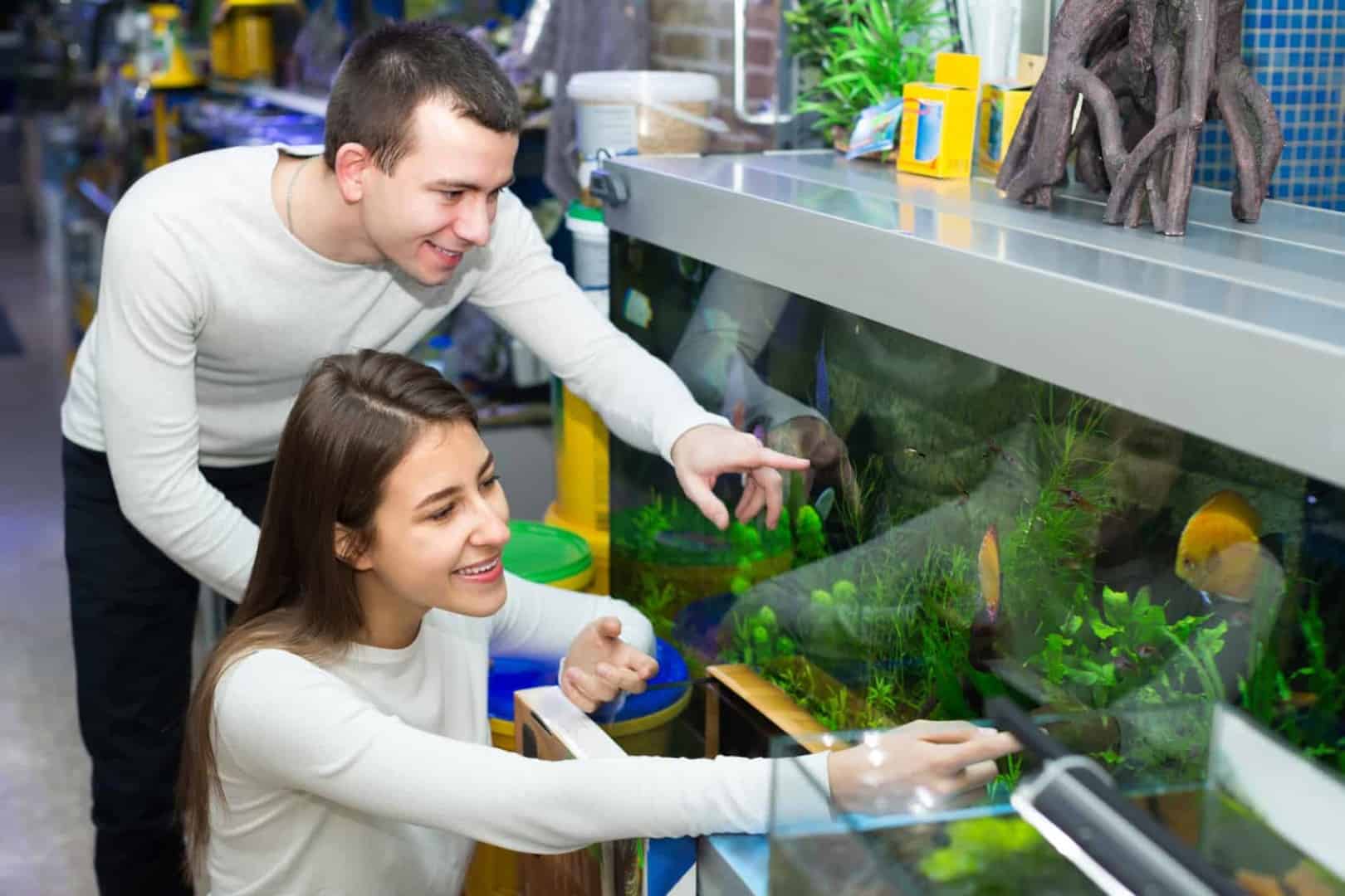 Die richtige Wahl: Der Fischbestand für das Aquarium