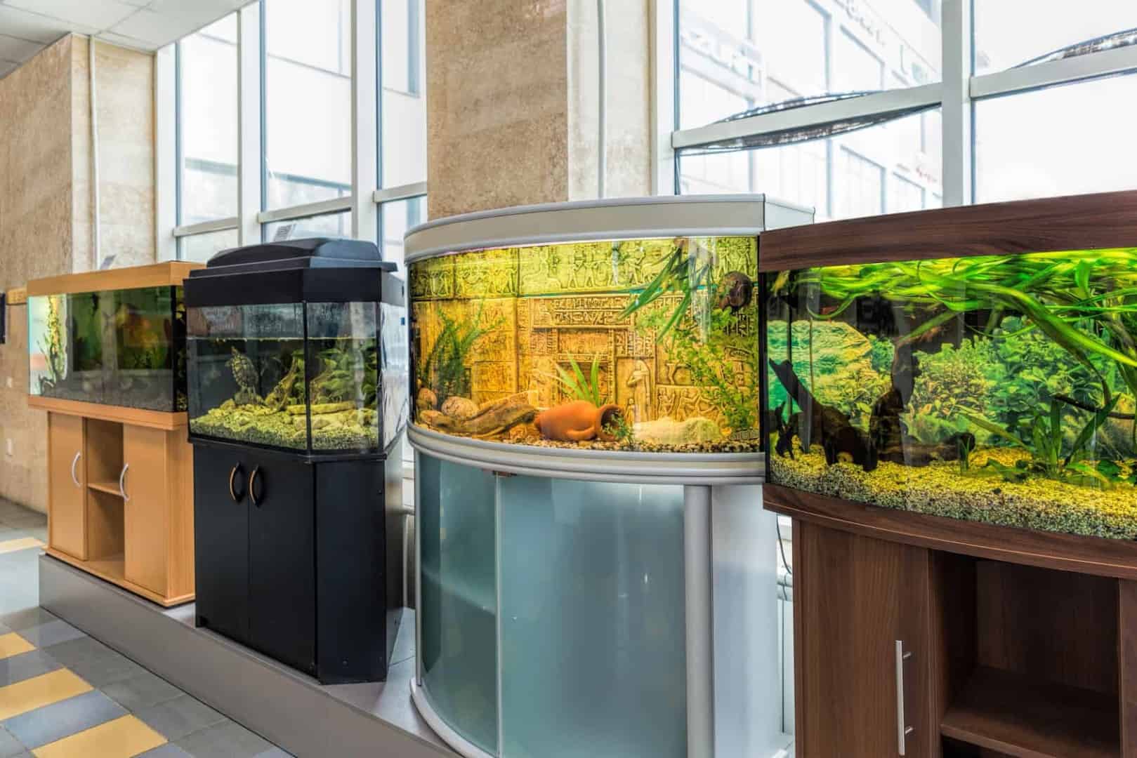 Die richtige Wahl: Der Fischbestand für das Aquarium - my-fish - Aus