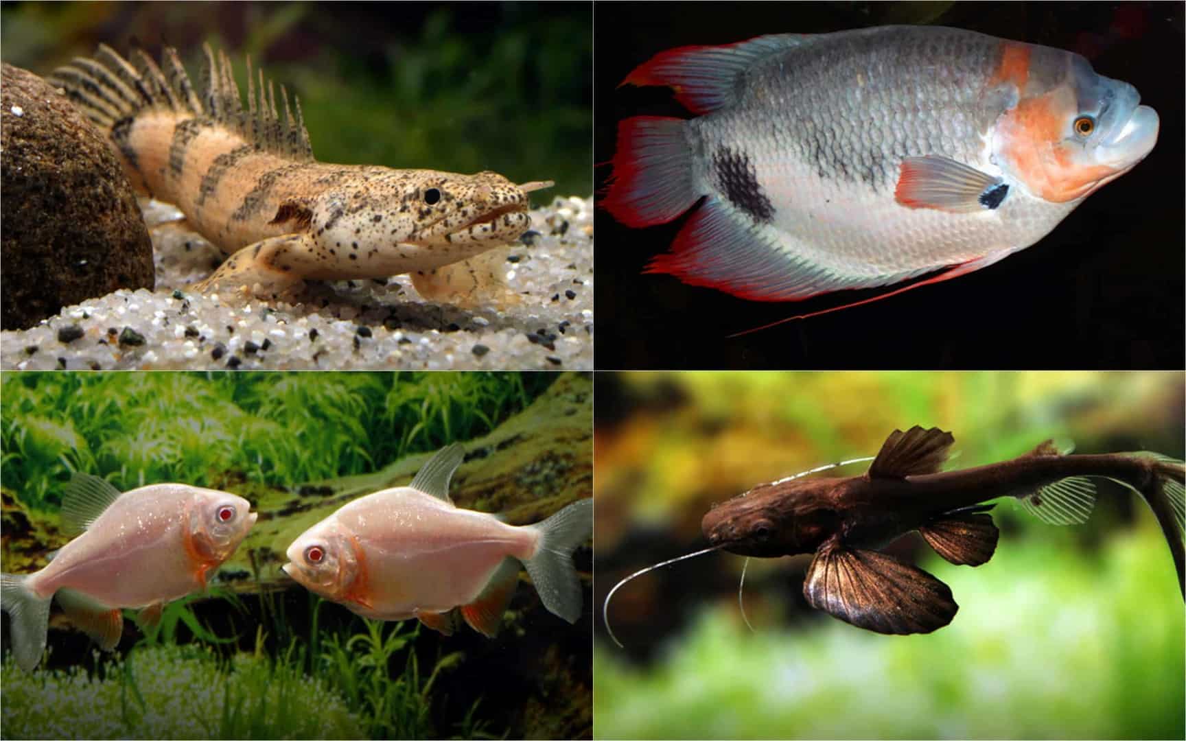 Raritäten & Neuimporte im Fokus 216 *Große Fische Spezial*