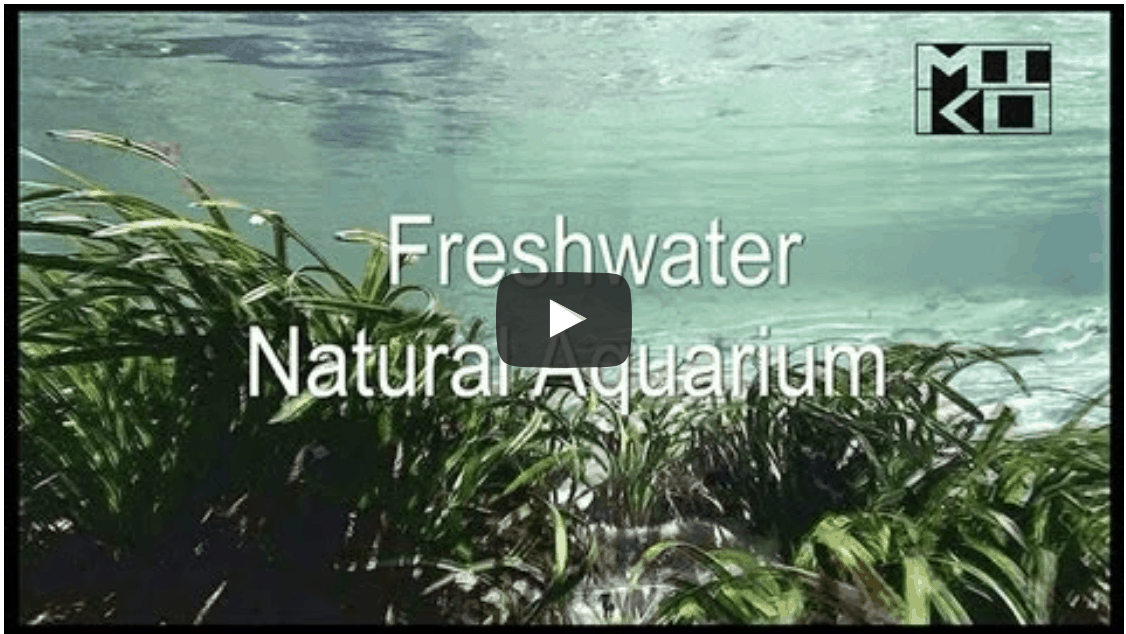 45 Minuten Natur pur - Freshwater Natural Aquarium Documentary