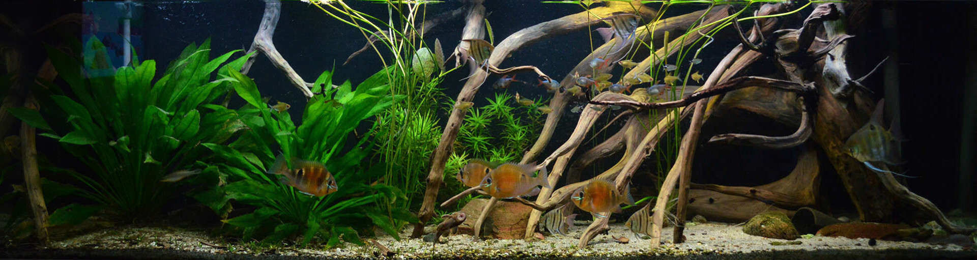 Biotop-Aquarium: Ein Lebensraum wie in der Natur