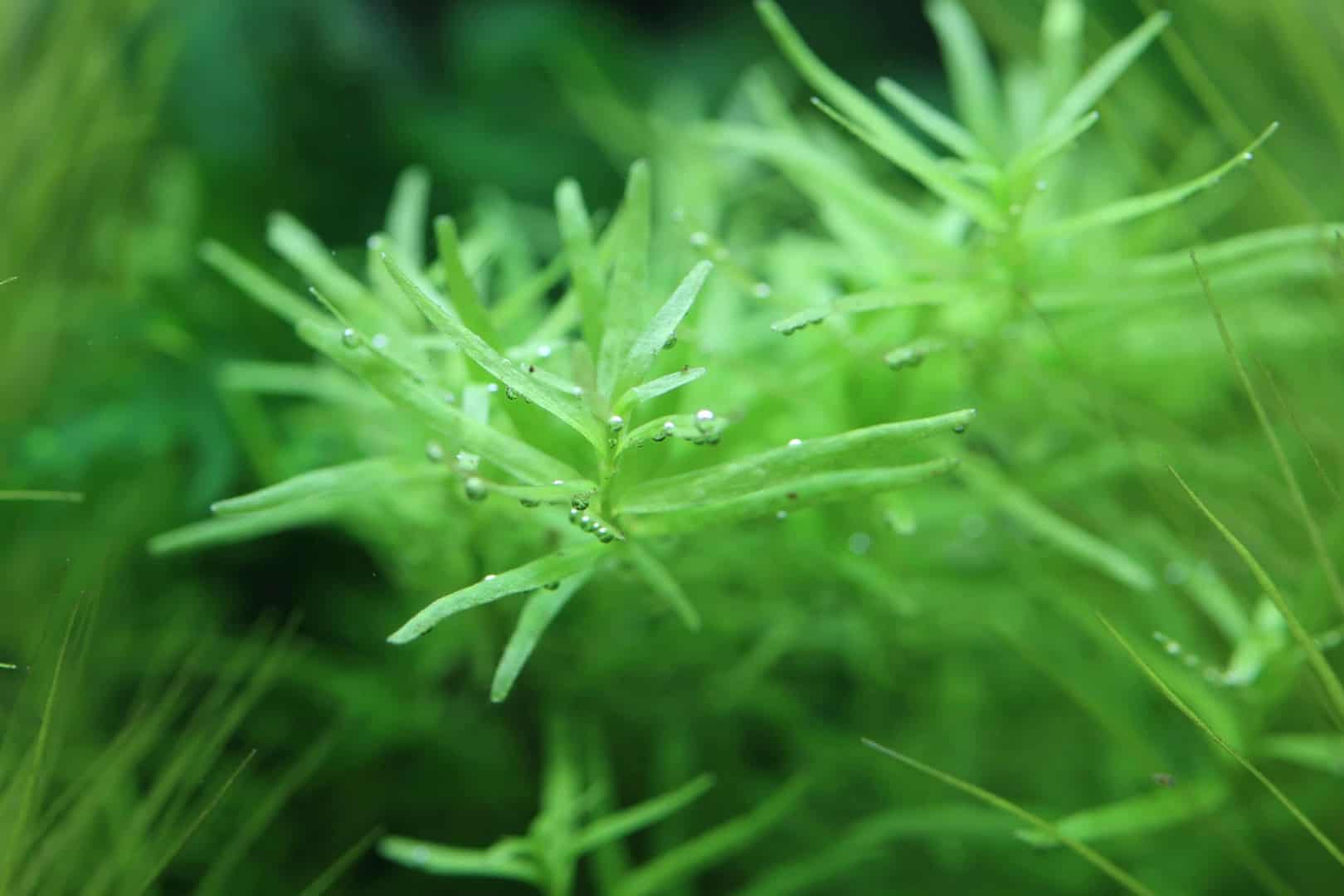 IMG 7178 Feinblättrige grüne Wasserpflanze mit kleinen Sauerstoffbläschen an den Blättern, Teil des Gashaushalts im Aquarium.