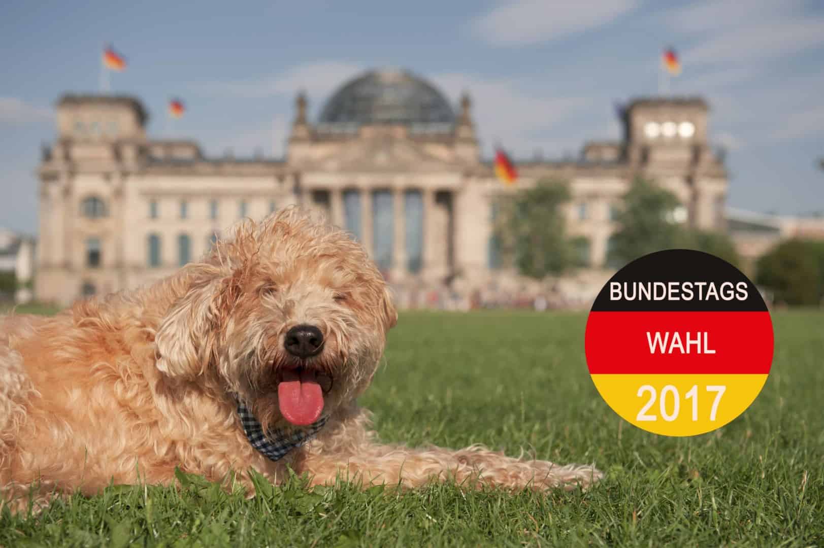 Wahlprüfsteine zur Bundestagswahl: Parteien äußern sich zur Tierhaltung