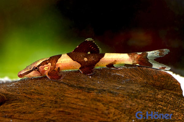 Homaloptera (orthogoniata) parclitella