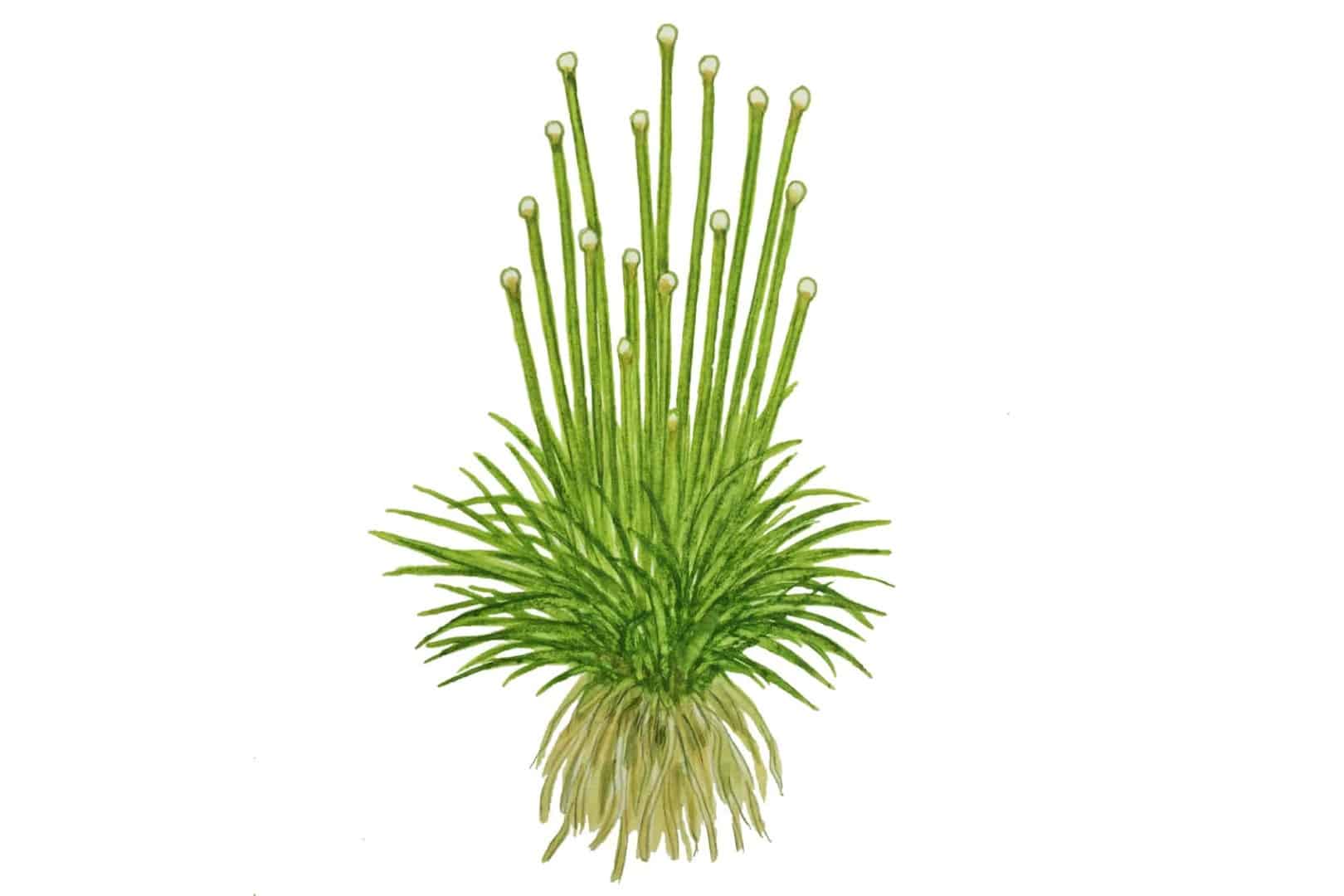 Aschgraue Rosettennadel