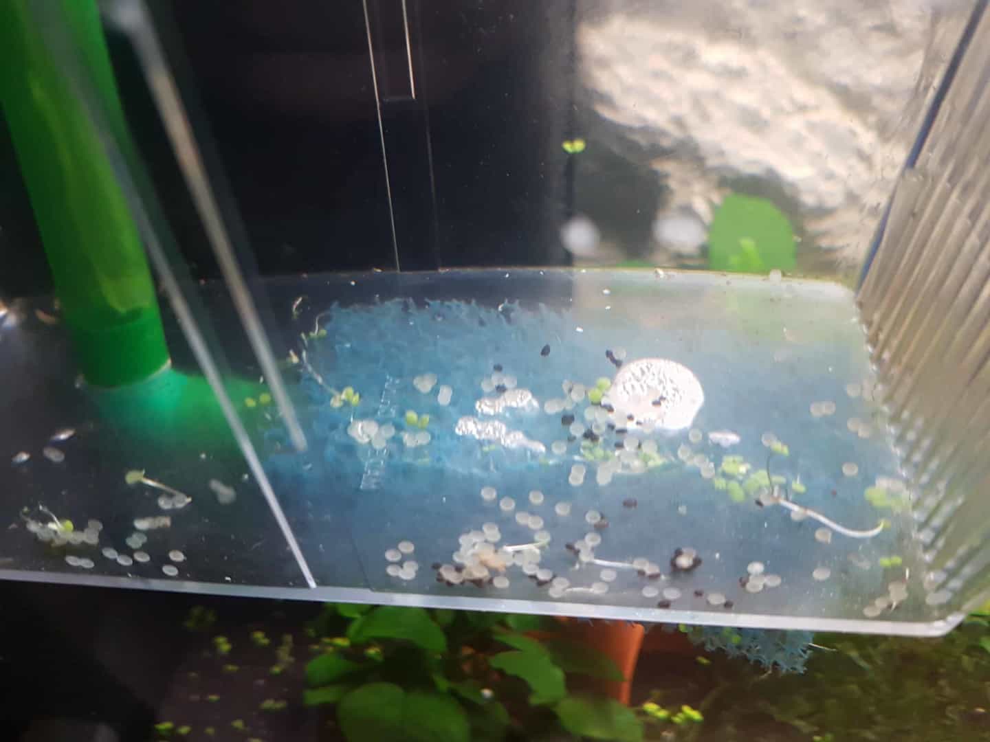 Corydoras similis