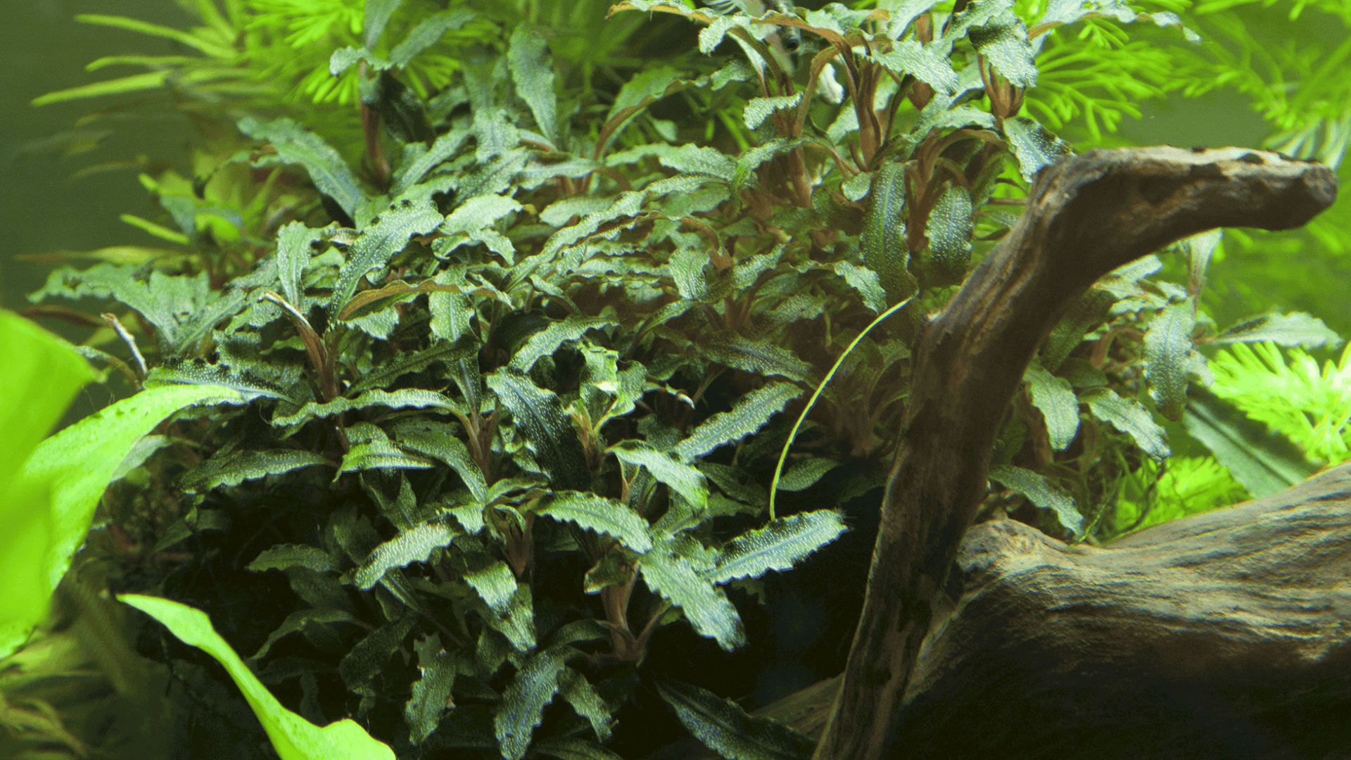 Bucephalandra sp. 'Red' 2