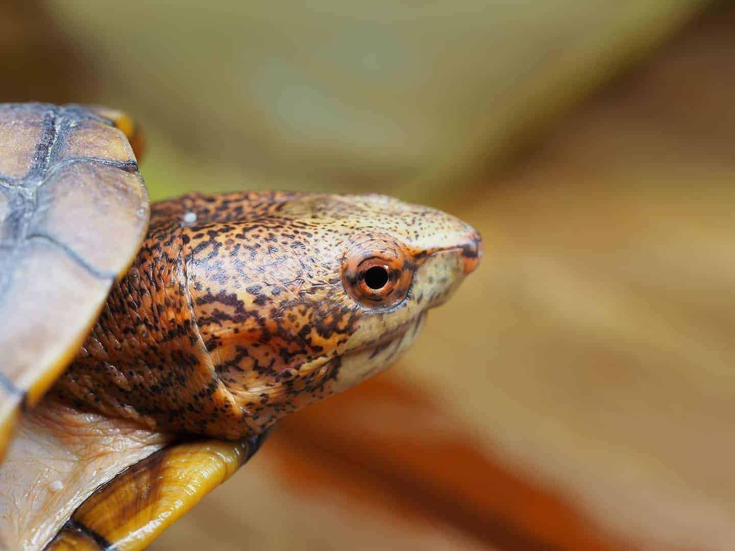 Weltschildkrötentag 2018 – Das war der 23.05.