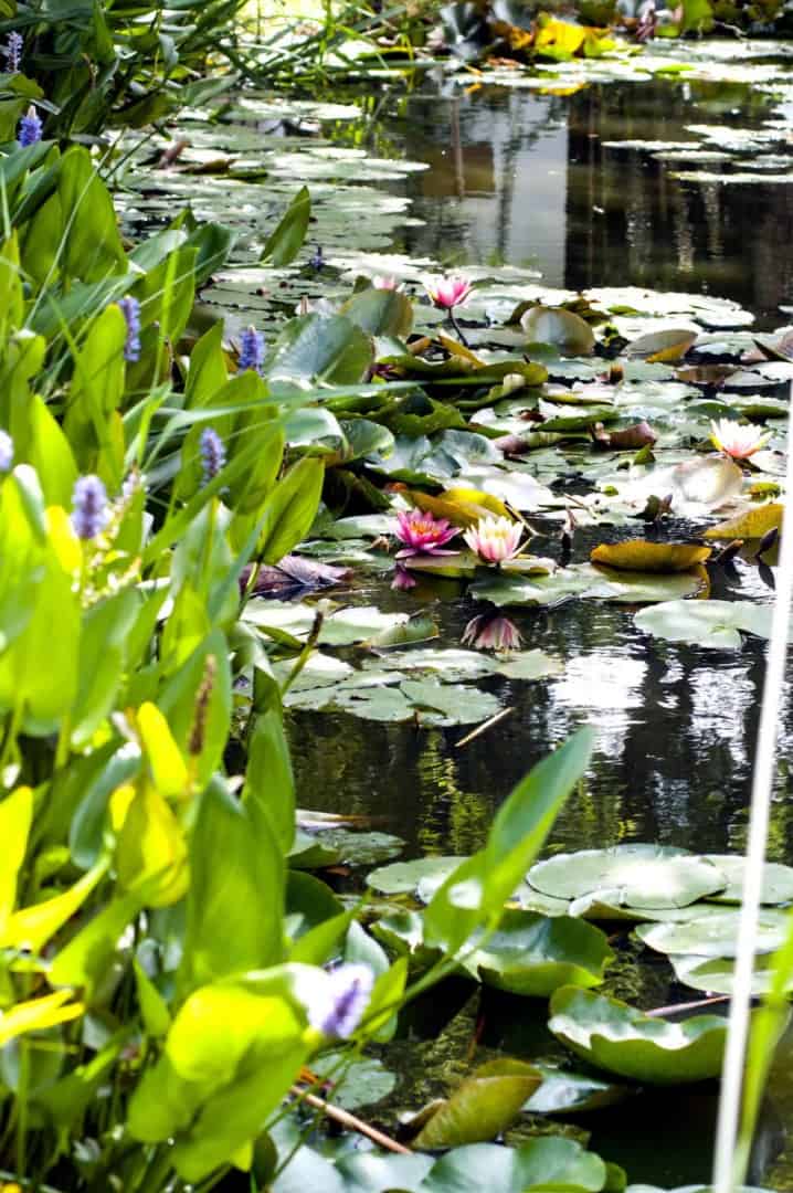 Foto: FLH. - Ein Gartenteich, in dem Biotopfische gehalten werden, hat idealerweise eine Größe von 15 bis 25 Kubikmetern.