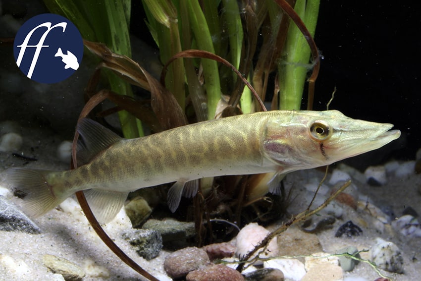 Franky Friday: Hepsetus odoe – ein Hecht für das Aquarium