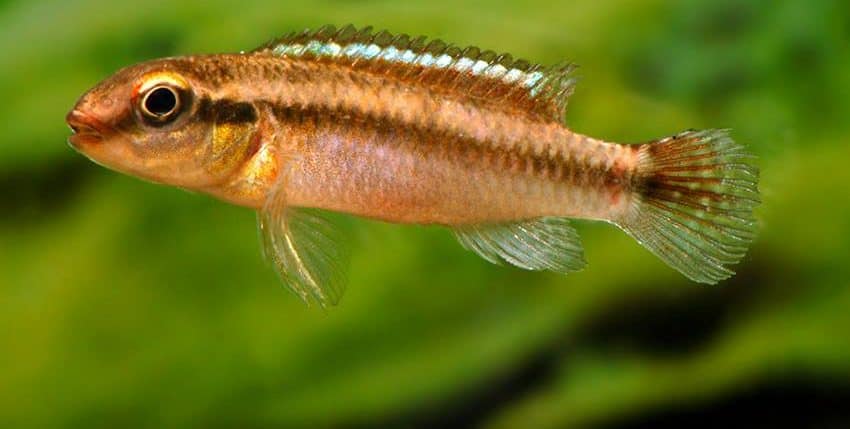 Congochromis dimidiatus