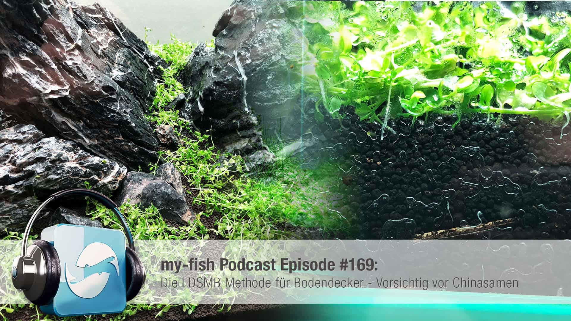 Podcast Episode #169: Die LDSMB Methode für Bodendecker - Vorsichtig vor Chinasamen