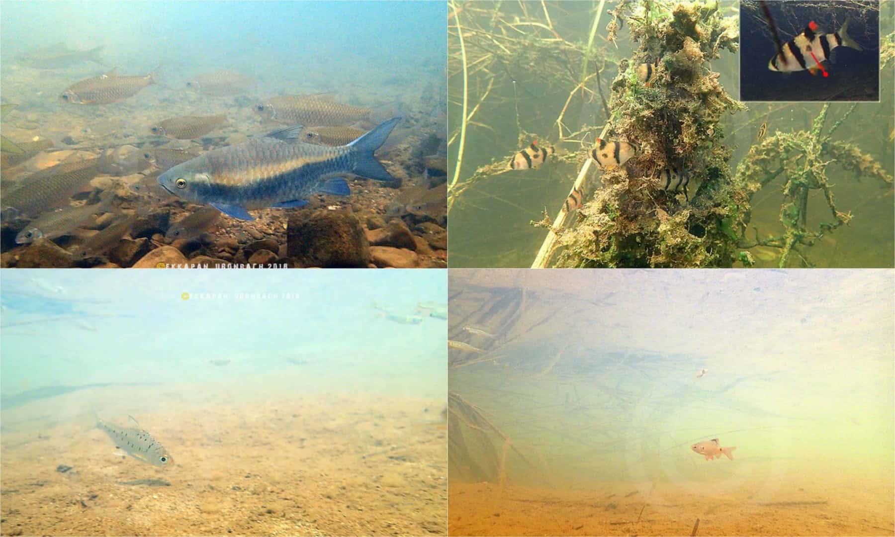 Zierfische in der freien Natur Vol. 2