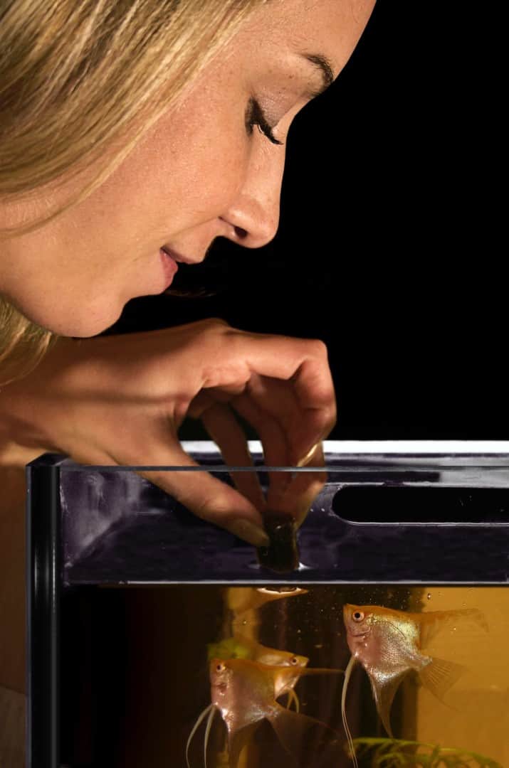 Unbeschadet durch den Sommer: So kann die Hitze Aquarienbewohnern nichts anhaben