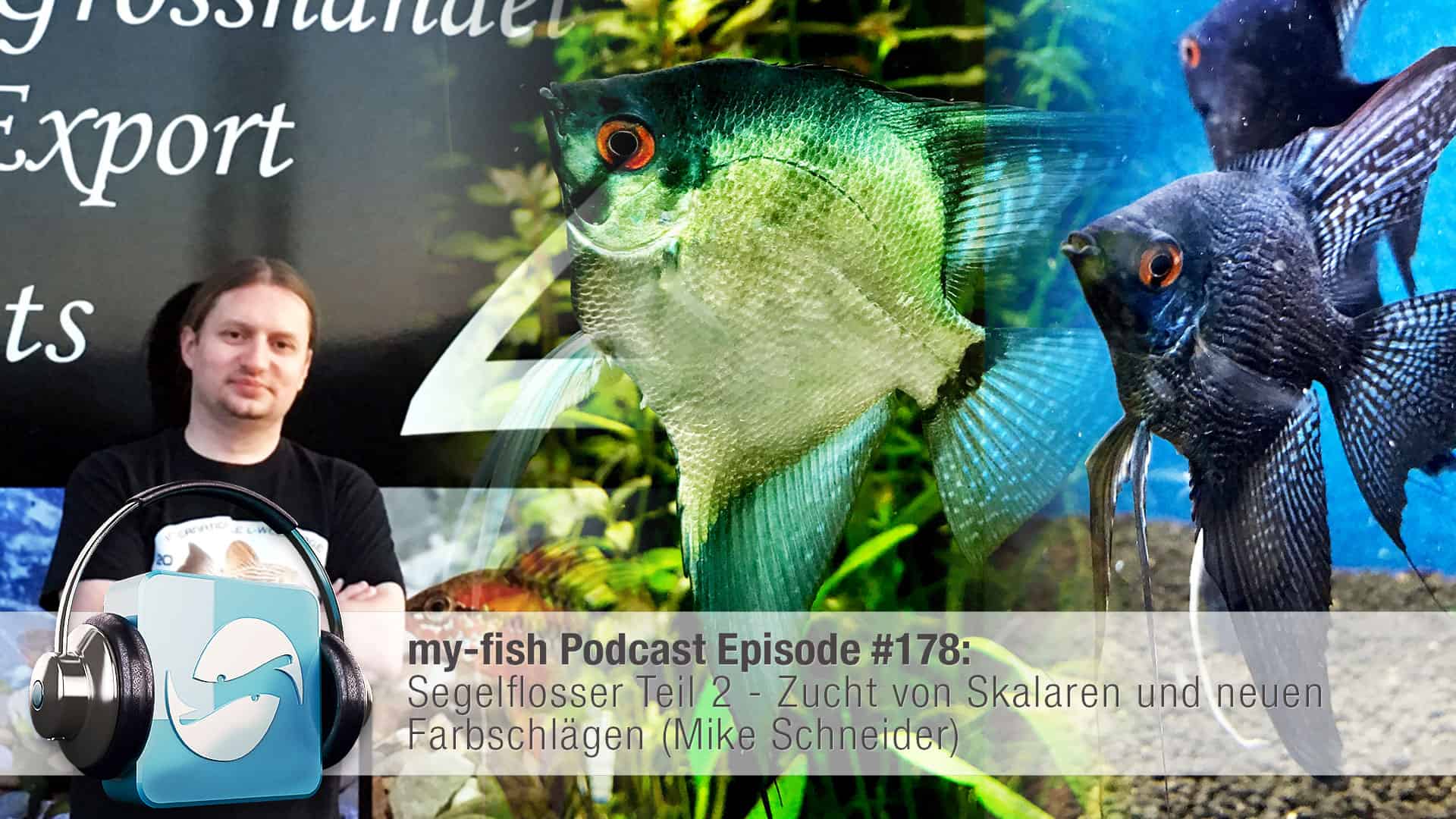 Podcast Episode #178:Segelflosser Teil 2 - Zucht von Skalaren und neuen Farbschlägen (Mike Schneider)