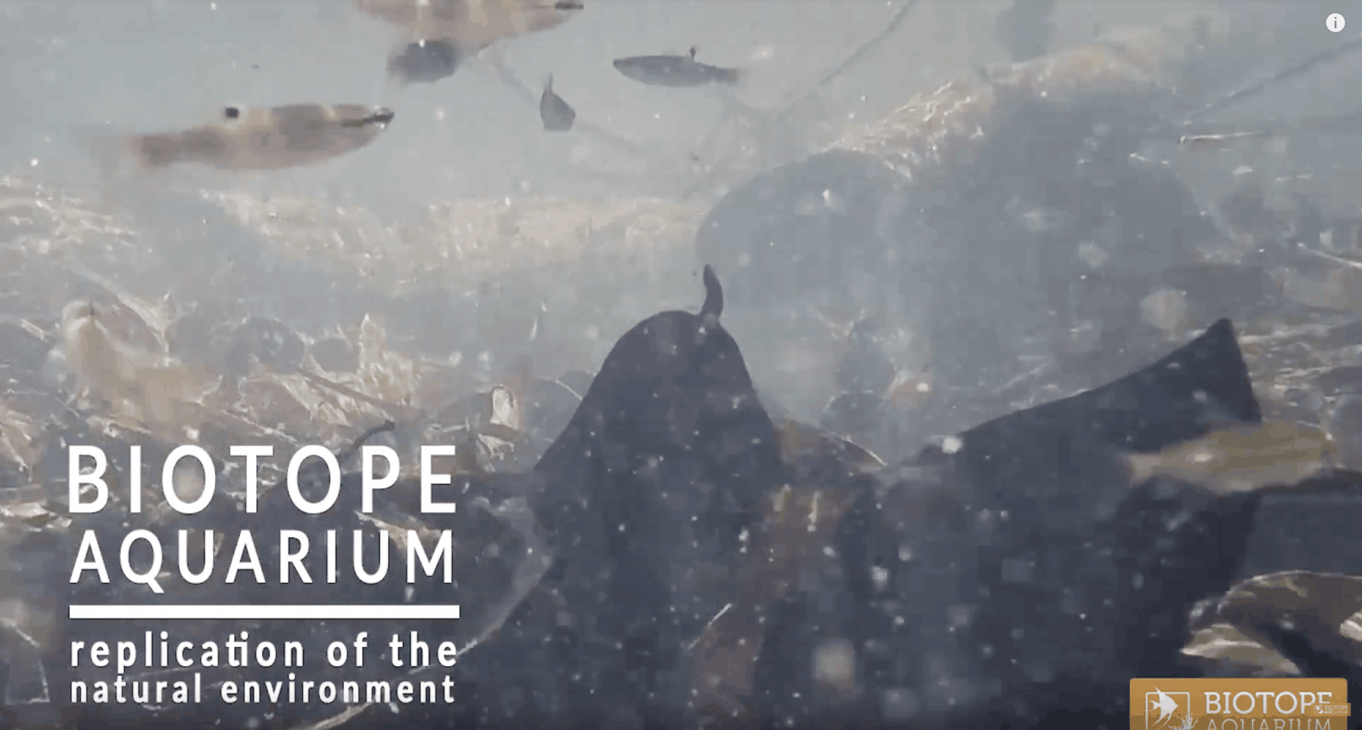 BIOTOPE AQUARIUM Project