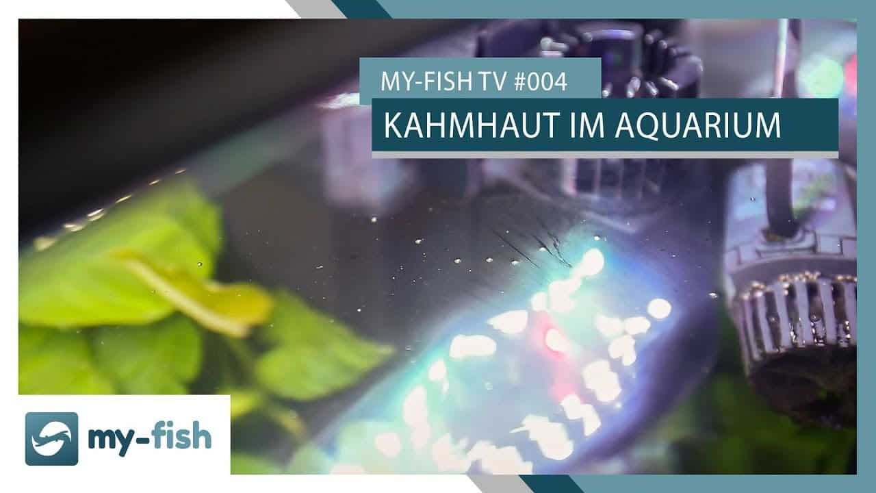 my-fish TV: Die Kahmhaut - Schmutzfilm auf der Wasseroberfläche?