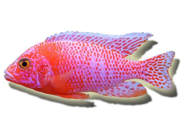 Aulonocara firefish