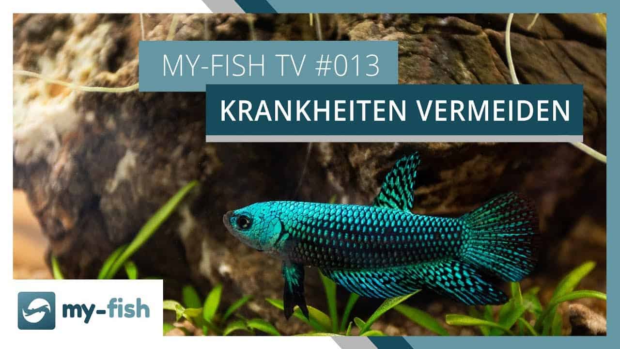 my-fish TV: So vermeidest du Fischkrankheiten in deinem Aquarium