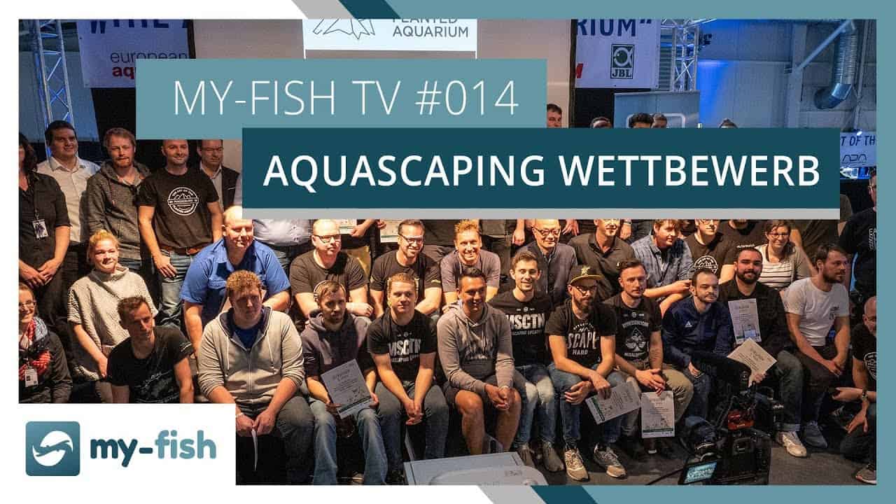 my-fish TV: The Art of the Planted Aquarium - wie lief es? (Jörg Buhlmann)
