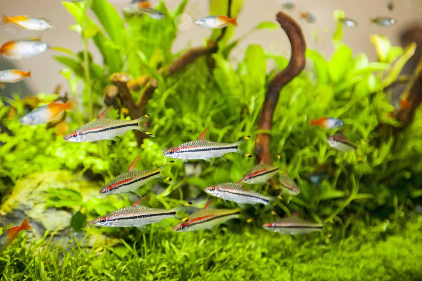 So klappt’s auch mit den Nachbarn – Fische in guter Gesellschaft
