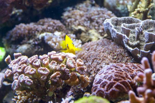 Die farbenprächtigen Korallen - Sie brauchen Licht, um nicht zu verhungern 1