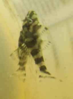 Peckoltia compta - -L134 - - Goldtigerharnischwels Nachzucht