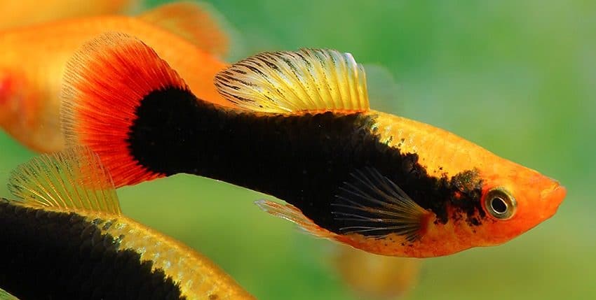 Xiphophorus variatus „Hawaii“