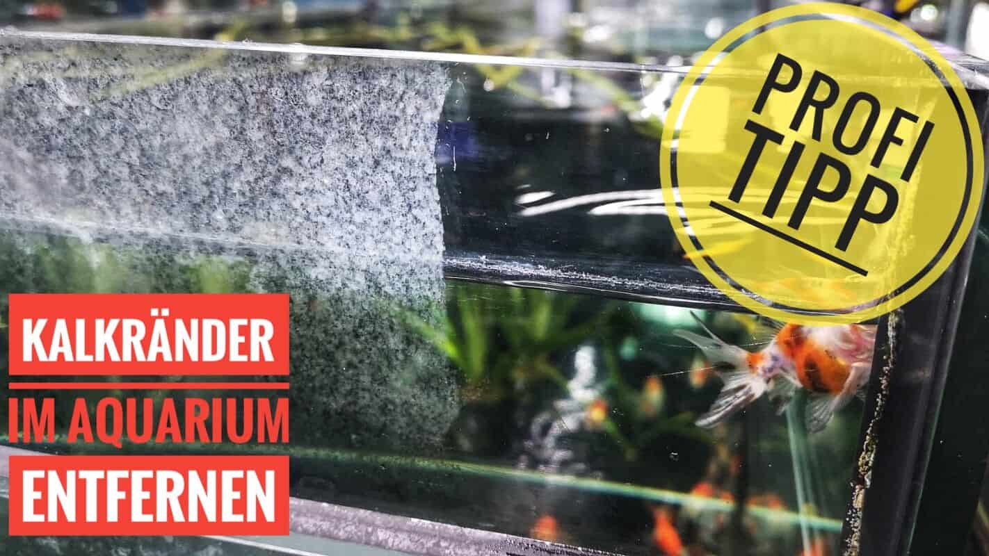 AQUaddicted! - Video Tipp: Kalkränder im Aquarium entfernen