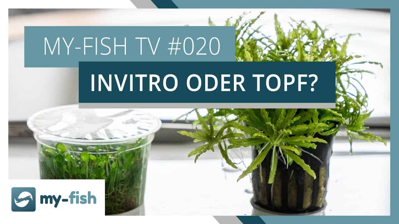 my-fish TV: Der Unterschied zwischen Topfpflanzen und Invitro Bechern