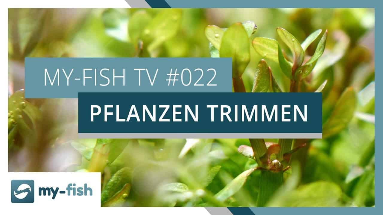 my-fish TV: Pflanzen trimmen und vermehren