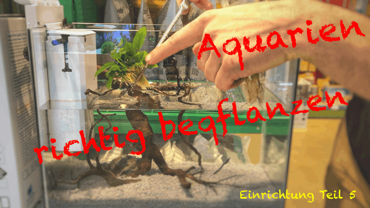 AQUaddicted! - Video Tipp: Aquarien richtig bepflanzen - Einrichtungsserie Teil 5