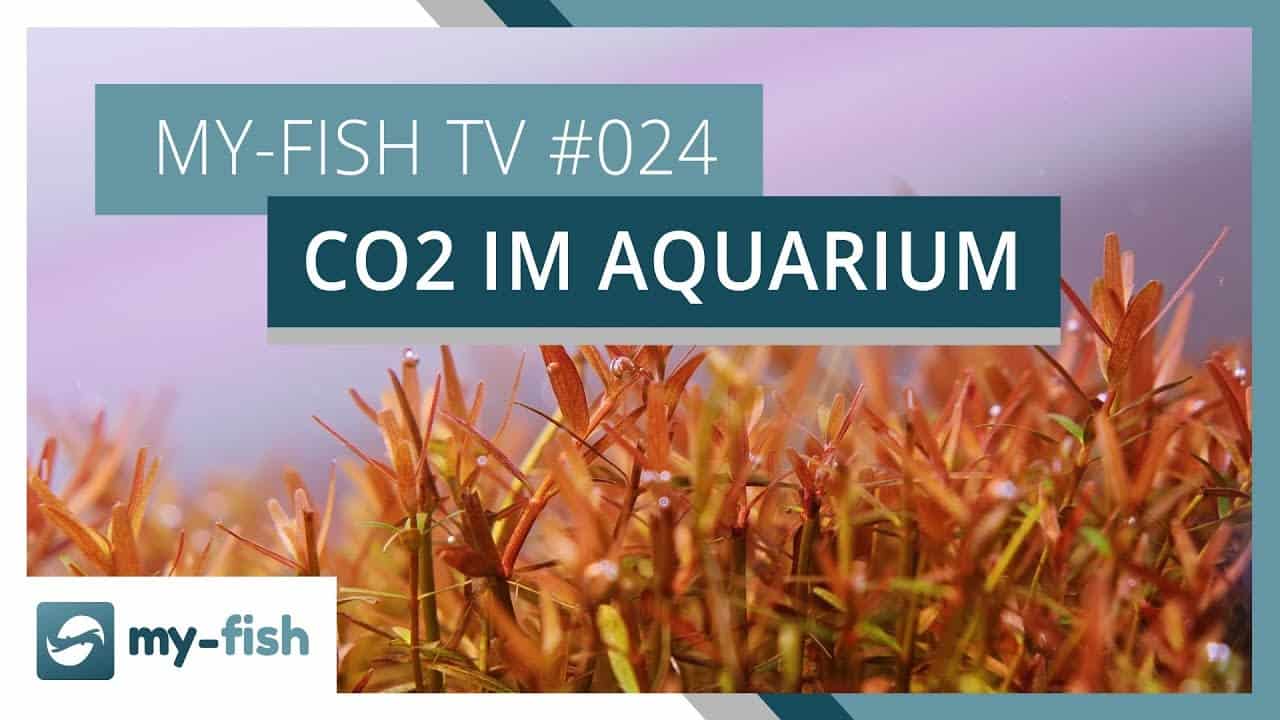 my-fish TV: CO2 - Der wichtigste Pflanzennährstoff im Aquarium