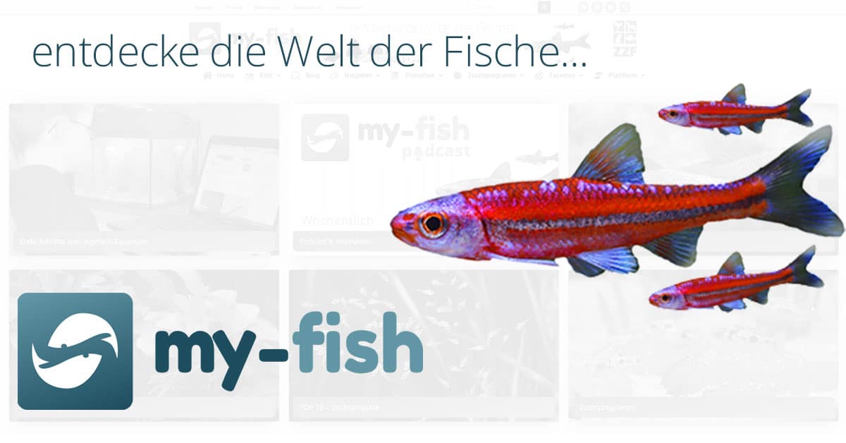 (c) My-fish.org