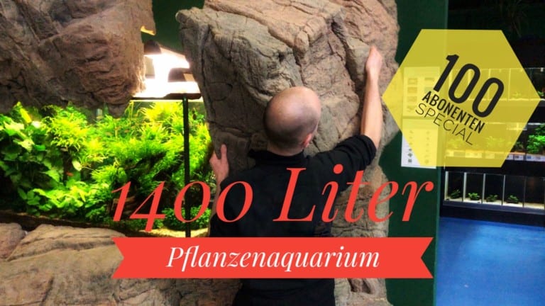 AQUaddicted! - Video Tipp:  Pflanzenaquarium im XXL Format mit 1400 Litern