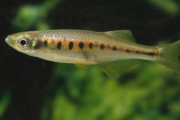 Inlecypris auropurpureus