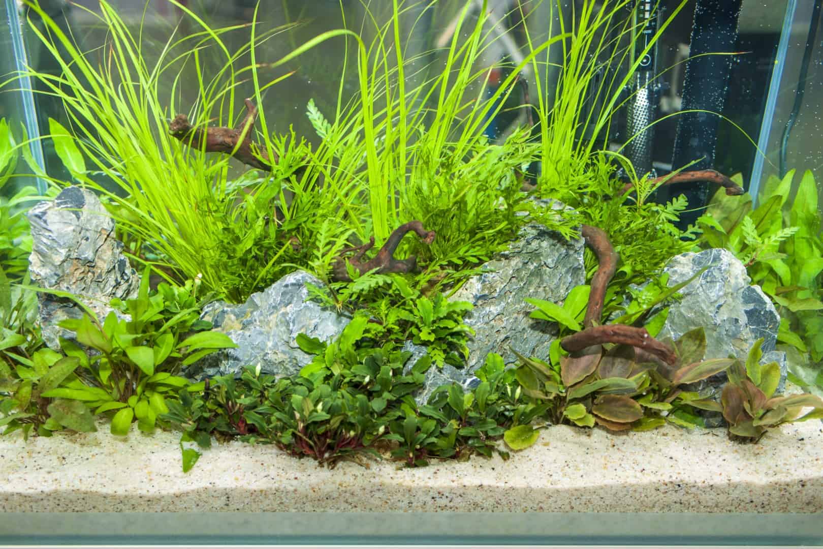 Pflanzenvielfalt im Unterwassergarten - Aquarien interessant gestalten 3