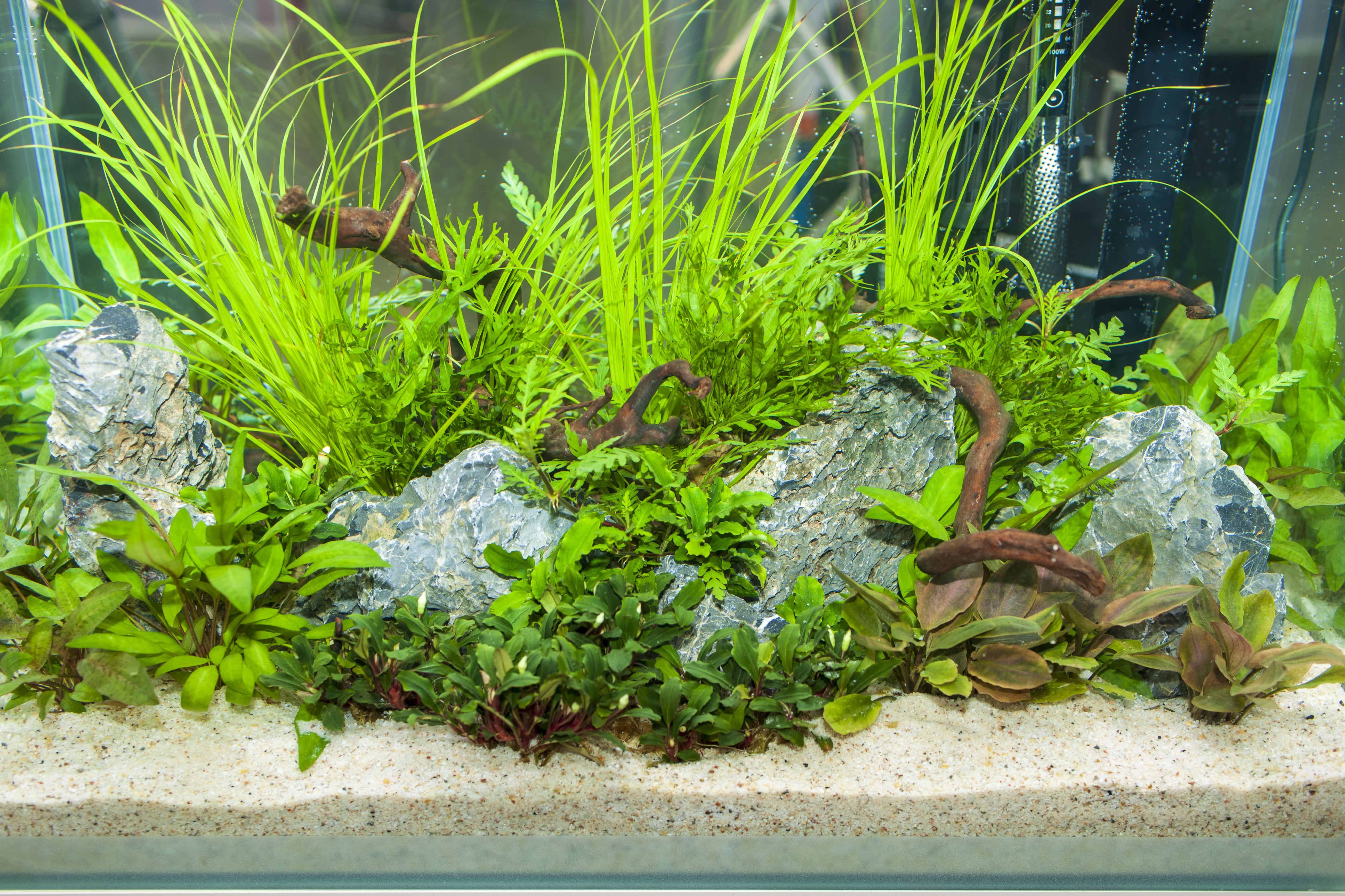 Pflanzenvielfalt im Unterwassergarten - Aquarien interessant gestalten 5