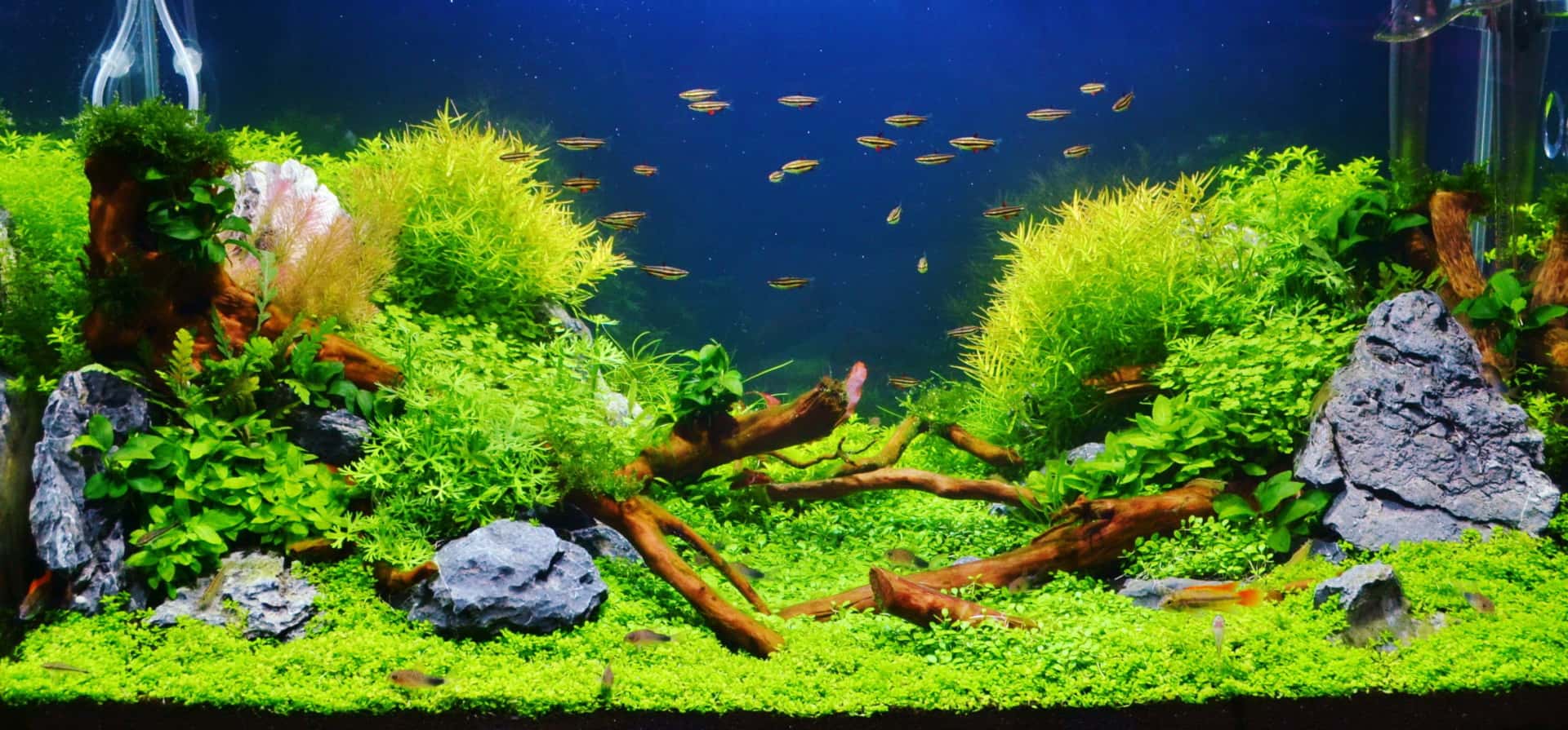 Pflanzenvielfalt im Unterwassergarten - Aquarien interessant gestalten 1