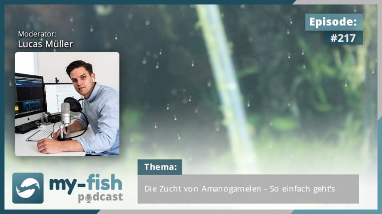 Podcast Episode #217: Die Zucht von Amanogarnelen - So einfach geht’s (Lucas Müller)