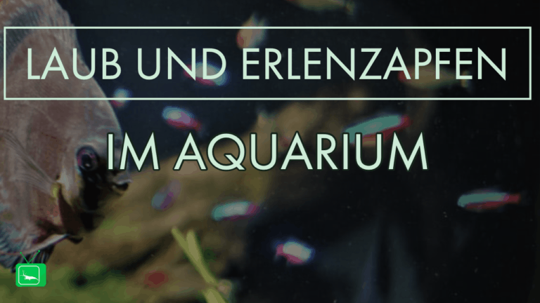 GarnelenTV: Laub und Erlenzapfen im Aquarium