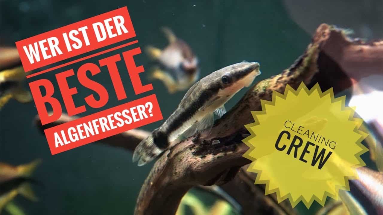 AQUaddicted! – Video Tipp: Welche Tiere sind die besten Algenfresser?