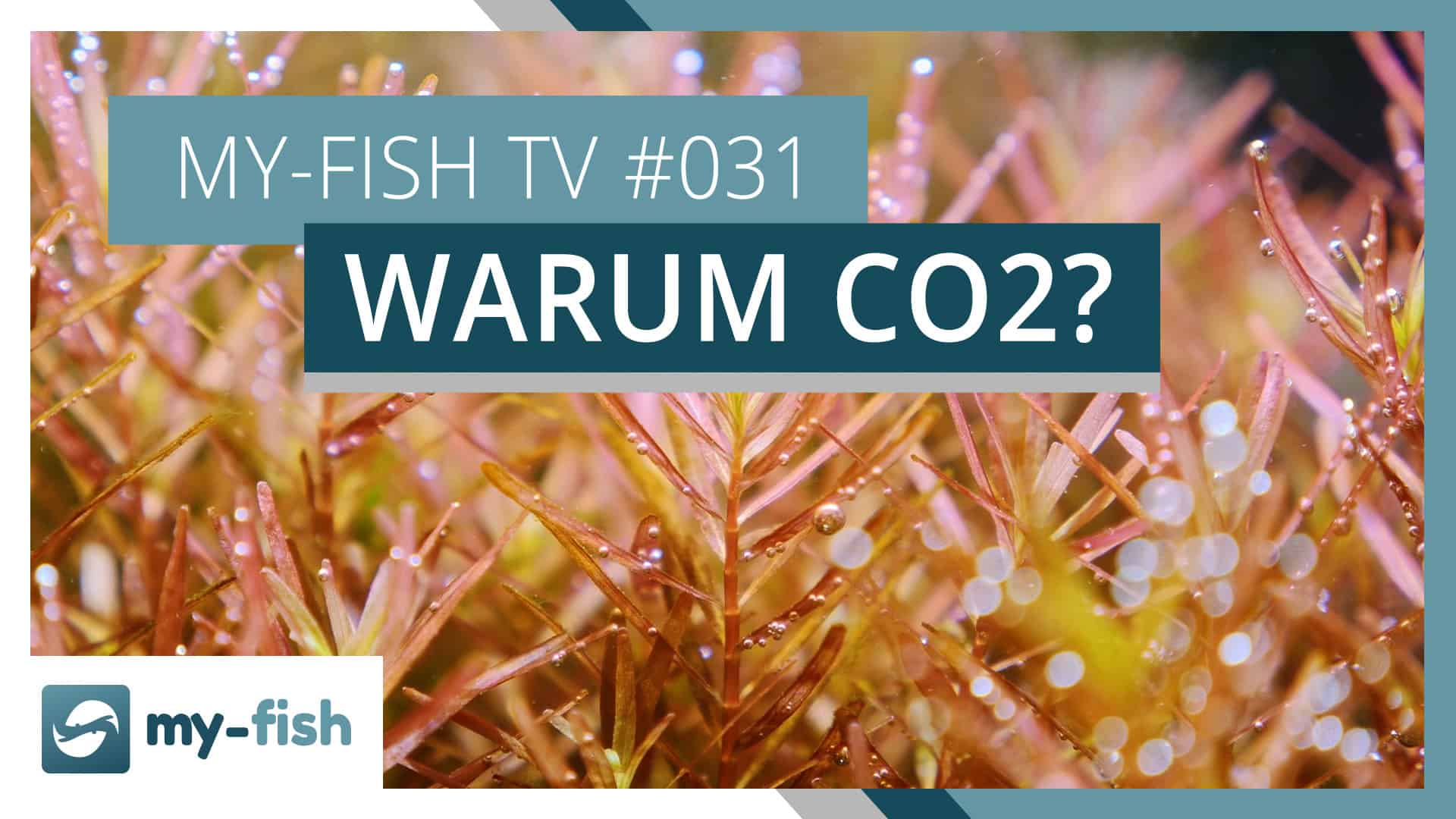 my-fish TV: CO2-Anlagen und warum sie sinnvoll sind