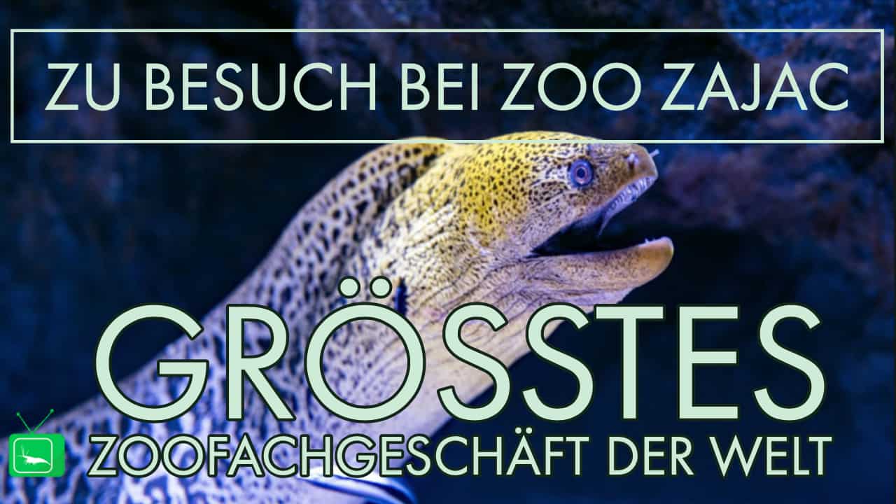 GarnelenTv: Zu Besuch bei Zoo Zajac