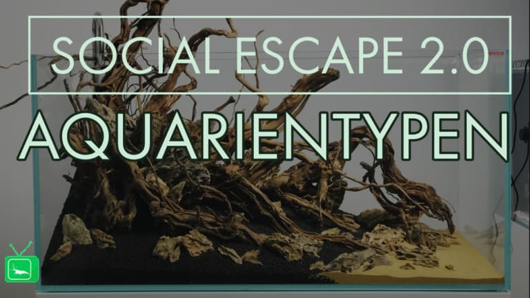 Social Escape 2.0 Welche Aquarientypen gibt es?
