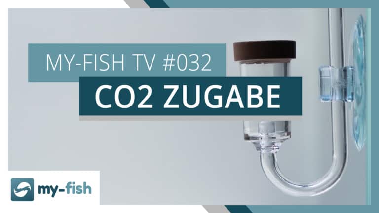 my-fish TV: Wie kommt das CO2 ins Aquarium?