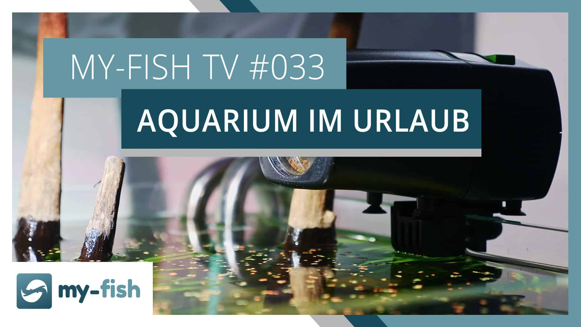 my-fish TV: 10 Tipps um Aquarien im Urlaub zu versorgen