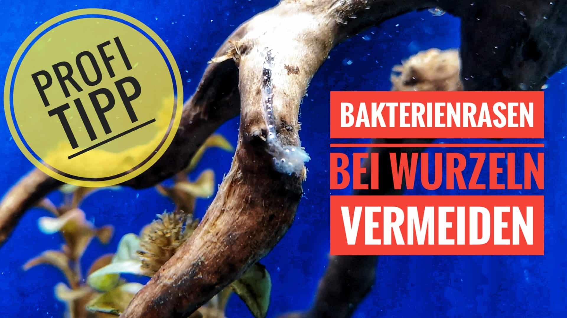AQUaddicted! – Video Tipp: Wurzeln für das Aquarium vorbereiten