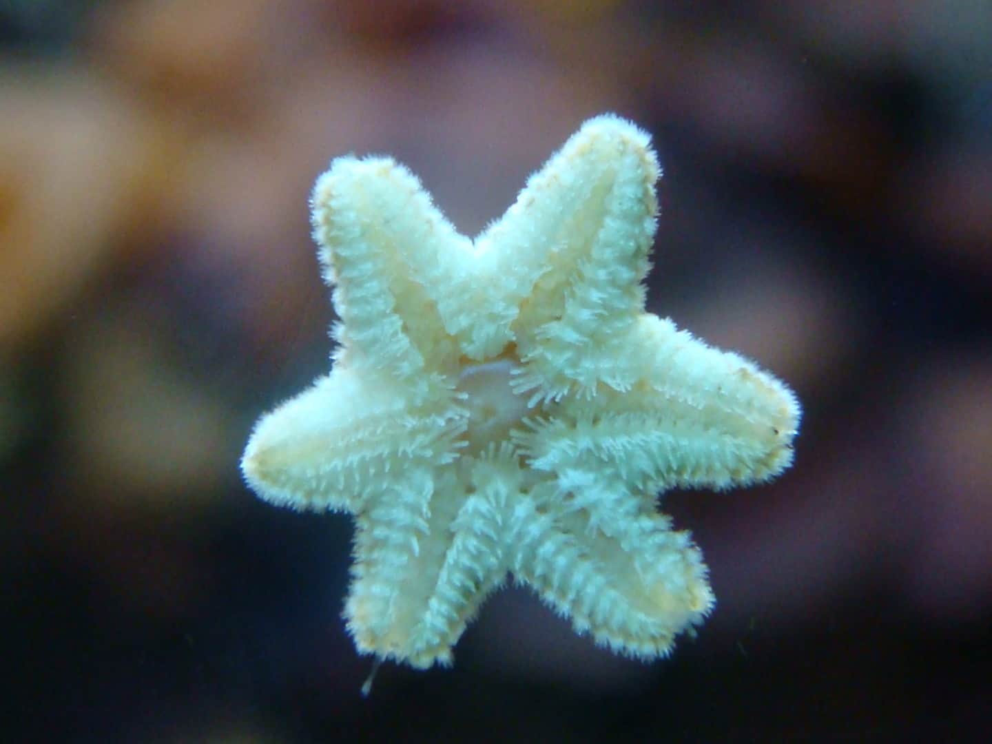 Die neuen Stars im Aquarium: Seesterne